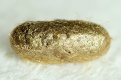 Pristiphora appendiculata