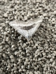 Dichromodes leptozona