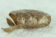 Pristiphora appendiculata