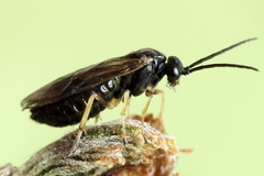 Pristiphora appendiculata