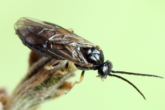 Pristiphora appendiculata