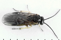 Pristiphora appendiculata