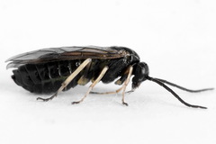 Pristiphora appendiculata