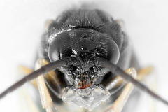 Pristiphora appendiculata