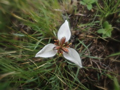 Moraea marionae