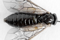 Pristiphora appendiculata