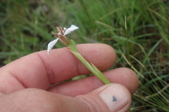 Moraea marionae