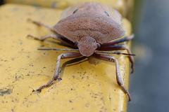 Chalcopis glandulosa
