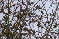 Fringilla montifringilla