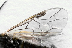 Pristiphora appendiculata