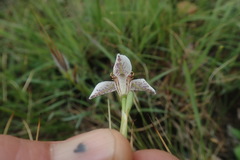 Moraea marionae
