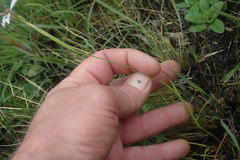 Moraea marionae
