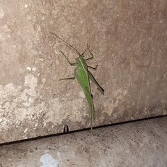 Tettigoniidae