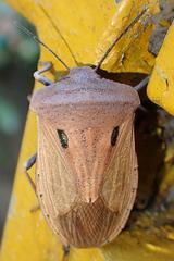 Chalcopis glandulosa