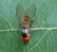Agathomyia falleni