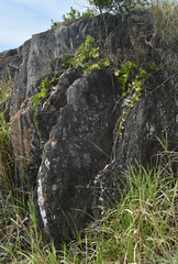 Hoya australis australis