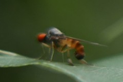 Agathomyia falleni