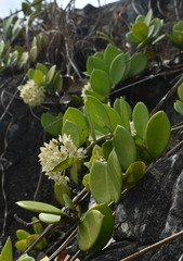 Hoya australis australis