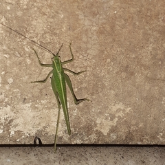 Tettigoniidae