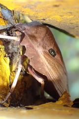 Chalcopis glandulosa