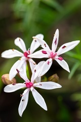 Burchardia multiflora