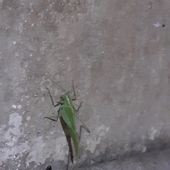 Tettigoniidae