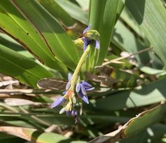 Dianella congesta