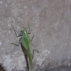Tettigoniidae