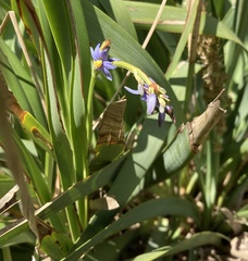 Dianella congesta