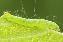 Pristiphora appendiculata