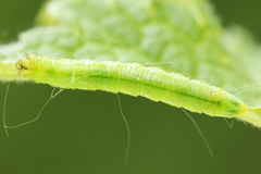 Pristiphora appendiculata