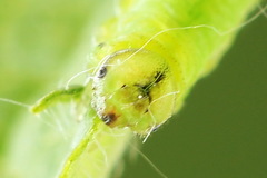 Pristiphora appendiculata