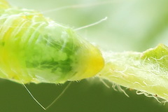 Pristiphora appendiculata