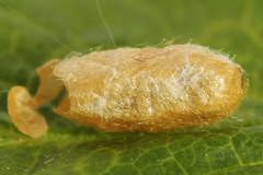 Pristiphora appendiculata