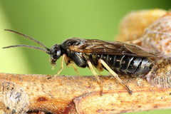 Pristiphora appendiculata