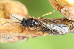 Pristiphora appendiculata
