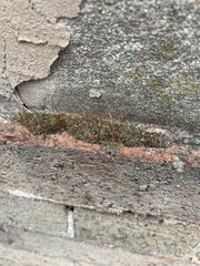 Tortula muralis
