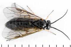 Pristiphora appendiculata