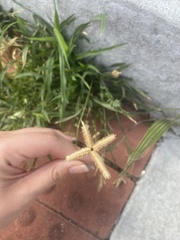 Dactyloctenium aegyptium