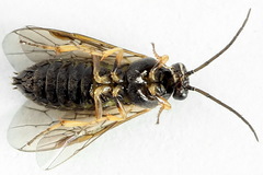 Pristiphora appendiculata