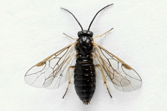 Pristiphora appendiculata