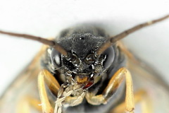 Pristiphora appendiculata