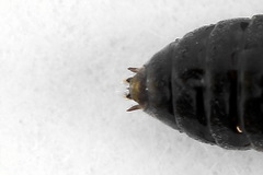 Pristiphora appendiculata