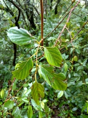 Actinidia callosa discolor