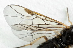 Pristiphora appendiculata