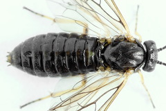 Pristiphora appendiculata