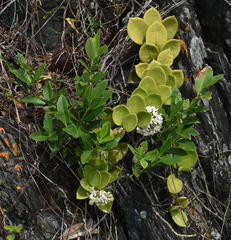 Alyxia spicata
