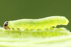 Pristiphora appendiculata