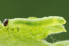 Pristiphora appendiculata