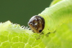 Pristiphora appendiculata